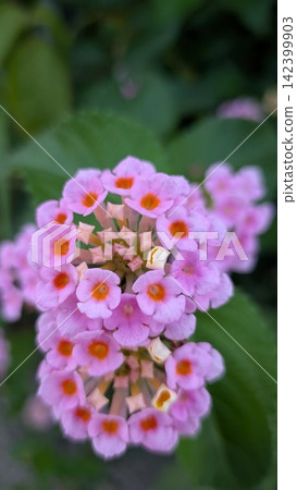 Landscape with lantana flowers Landscape with lantana flowers 142399903