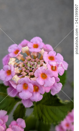 Colorful lantana flower Colorful lantana flower 142399907