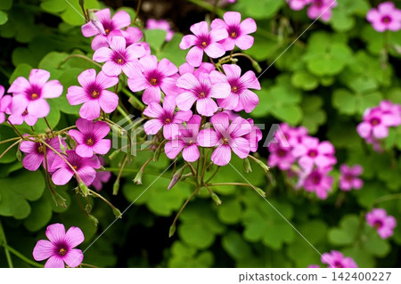 酢漿articulata 142400227