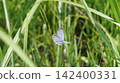 A male Blue butterfly perched on a blade of grass. 142400331
