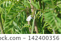 A large copper butterfly resting on Clara 142400356