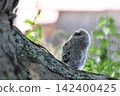 Owls before leaving the nest 142400425