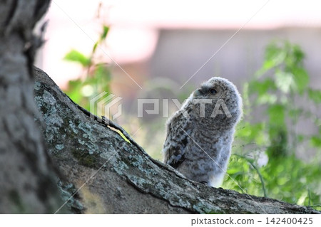 Owls before leaving the nest Owls before leaving the nest 142400425