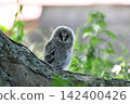 Owls before leaving the nest 142400426