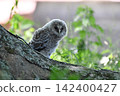Owls before leaving the nest 142400427