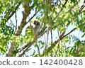 Owls before leaving the nest 142400428