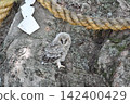Owls before leaving the nest 142400429