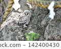 Owls before leaving the nest 142400430