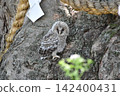 Owls before leaving the nest 142400431