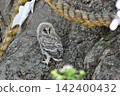 Owls before leaving the nest 142400432