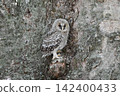 Owls before leaving the nest 142400433