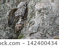 Owls before leaving the nest 142400434