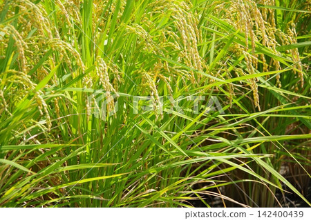 Fruited rice panicle Fruited rice panicle 142400439