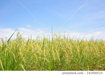收穫的水稻和藍藍的天空 142400514