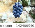"Fujiminori," a premium grape variety from Yamanashi Prefecture: Large, juicy grapes, perfect for gifting. 142400540