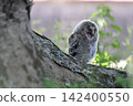 Owls before leaving the nest 142400550