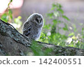 Owls before leaving the nest 142400551