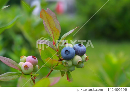 藍莓果實,可食用 藍莓果實,可食用 142400696