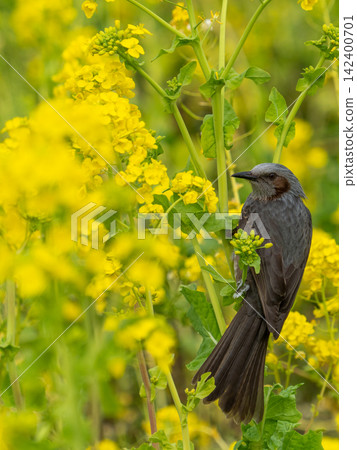 A brown-eared bulbul plays in a field of rapeseed flowers in the warm sunshine at Hamarikyu Gardens. A brown-eared bulbul plays in a field of rapeseed flowers in the warm sunshine at Hamarikyu Gardens. 142400701