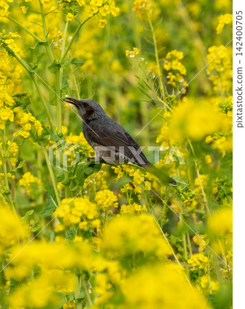 A brown-eared bulbul plays in a field of rapeseed flowers in the warm sunshine at Hamarikyu Gardens. A brown-eared bulbul plays in a field of rapeseed flowers in the warm sunshine at Hamarikyu Gardens. 142400705