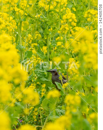 A brown-eared bulbul plays in a field of rapeseed flowers in the warm sunshine at Hamarikyu Gardens. A brown-eared bulbul plays in a field of rapeseed flowers in the warm sunshine at Hamarikyu Gardens. 142400708