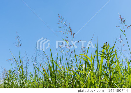 The beginning of summer: blue skies, clouds, and summer grass 19 The beginning of summer: blue skies, clouds, and summer grass 19 142400744