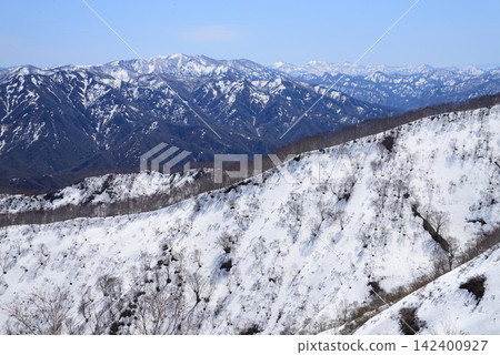 在新潟縣五仙市菅原岳的融雪山脊上，開始發芽的樹木排列成行。 142400927
