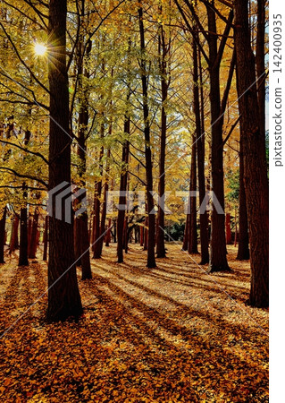 Ginkgo tree-lined street and rays of light Ginkgo tree-lined street and rays of light 142400935