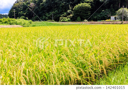 日本美麗的鄉村景色,正值夏秋交替之際 日本美麗的鄉村景色,正值夏秋交替之際 142401015