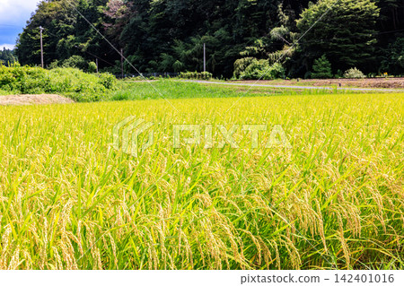 The beautiful rural landscapes of Japan as they transition from summer to autumn The beautiful rural landscapes of Japan as they transition from summer to autumn 142401016