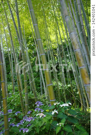 Hydrangeas and bamboo at Hase-dera Temple in Kamakura Hydrangeas and bamboo at Hase-dera Temple in Kamakura 142401041
