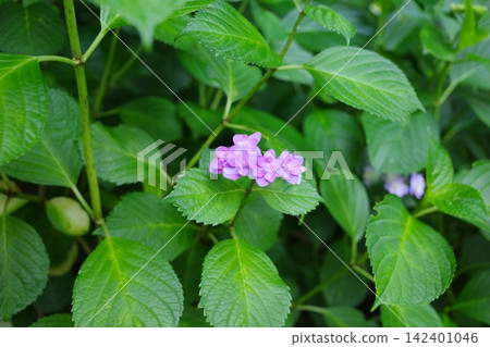 A close-up of hydrangeas blooming along the scenic walking path at Hase-dera Temple in Kamakura. A close-up of hydrangeas blooming along the scenic walking path at Hase-dera Temple in Kamakura. 142401046