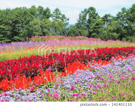 Nagano Prefecture: Colorful flower fields, August Nagano Prefecture: Colorful flower fields, August 142401110