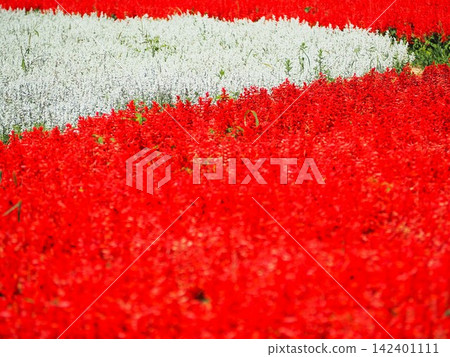 長野縣,紅與白,八月 長野縣,紅與白,八月 142401111