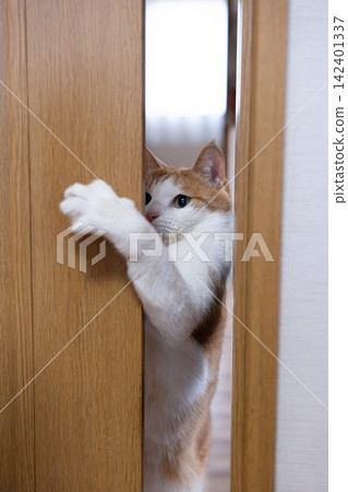 A cat sticking its paw out from the gap in the door - a tabby and white cat A cat sticking its paw out from the gap in the door - a tabby and white cat 142401337