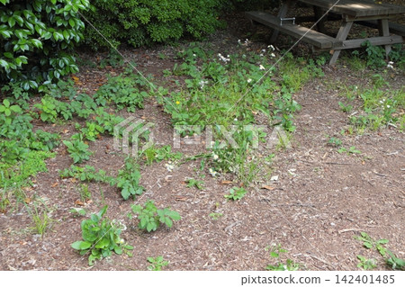 Weeds growing in the park square Weeds growing in the park square 142401485