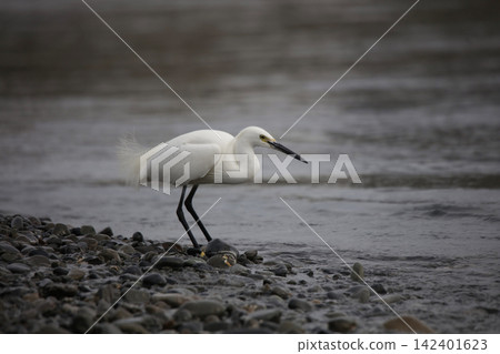 Egret preying on small fish 142401623
