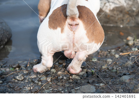 Detailed macro shot from behind of a purebred short-haired dog standing on a pebble shore. Visual aid representing pet sterilization, neutering, and pedigree animal breeding topics without people. Detailed macro shot from behind of a purebred short-haired dog standing on a pebble shore. Visual aid representing pet sterilization, neutering, and pedigree animal breeding topics without people. 142401691