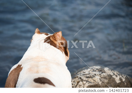 High angle behind portrait of a purebred white and brown pet sitting near a large stone. Concept of waiting, loyalty, loneliness, or a faithful companion thinking by the lakeside without people. High angle behind portrait of a purebred white and brown pet sitting near a large stone. Concept of waiting, loyalty, loneliness, or a faithful companion thinking by the lakeside without people. 142401723