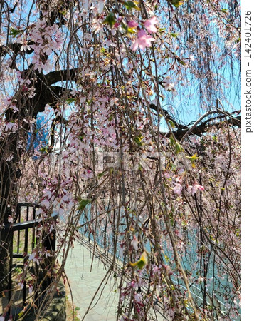 河邊櫻花盛開 河邊櫻花盛開 142401726