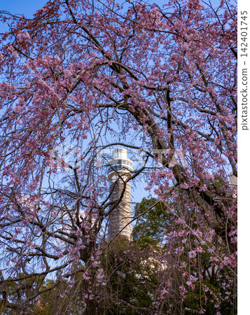 透過山下公園盛開的梅花,可以看到橫濱海上塔。 透過山下公園盛開的梅花,可以看到橫濱海上塔。 142401745