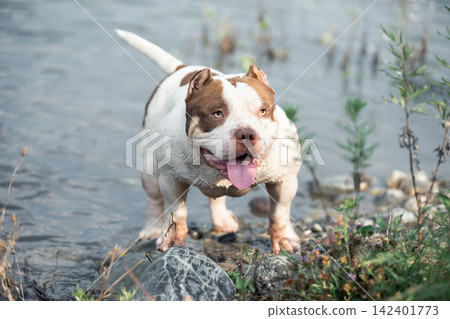 High-quality front view portrait of a purebred white and brown companion pet looking at the camera. A stocky pedigree canine showcasing impressive broad shoulders, athletic chest, and short hair High-quality front view portrait of a purebred white and brown companion pet looking at the camera. A stocky pedigree canine showcasing impressive broad shoulders, athletic chest, and short hair 142401773