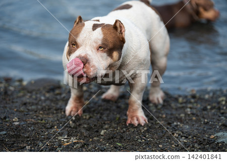 Beautiful professional stock photography focused on a male dog's physical health, bone strength development, and athletic stamina. White and brown American Bully breed animal with a funny pink tongue Beautiful professional stock photography focused on a male dog's physical health, bone strength development, and athletic stamina. White and brown American Bully breed animal with a funny pink tongue 142401841