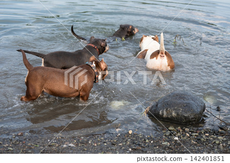 Beautiful professional stock photography focused on a dog pack physical health, stamina development, and muscle tone. Stocky tricolor and brown purebred dogs exercising in a river, showcasing athletic Beautiful professional stock photography focused on a dog pack physical health, stamina development, and muscle tone. Stocky tricolor and brown purebred dogs exercising in a river, showcasing athletic 142401851
