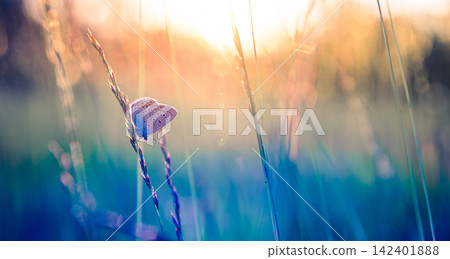 Delicate blue butterfly perched wild grass stem soft turquoise meadow bokeh warm summer glow. Nature wildlife closeup design scenic. Peaceful outdoors wellness backdrop decor Delicate blue butterfly perched wild grass stem soft turquoise meadow bokeh warm summer glow. Nature wildlife closeup design scenic. Peaceful outdoors wellness backdrop decor 142401888