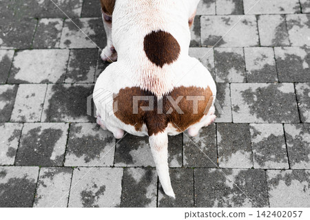 Funny American Bully dog with a unique heart shaped spot on its back. Close up behind shot of a pedigree domestic animal with funny spots on short hair. A strong and muscular canine showing affection Funny American Bully dog with a unique heart shaped spot on its back. Close up behind shot of a pedigree domestic animal with funny spots on short hair. A strong and muscular canine showing affection 142402057