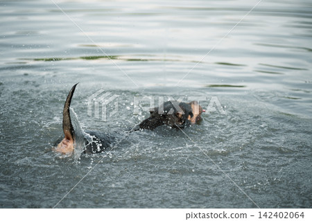 High-speed action shot capturing a black and tan purebred American Bully dog exercising in deep water. Professional veterinary illustration representing joints physical therapy, stamina training, and High-speed action shot capturing a black and tan purebred American Bully dog exercising in deep water. Professional veterinary illustration representing joints physical therapy, stamina training, and 142402064