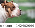 High-quality professional stock photography of a domestic purebred pet head portrait with a clean blurred green background. Premium animal care, health, and veterinary concept on a summer day. 142402099
