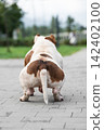 High-quality back view portrait of a purebred white and brown companion pet outdoors. A stocky male canine showcasing impressive pedigree physique, strong hind legs, and short hair. 142402100