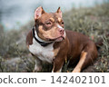 Detailed close-up shot of a purebred female companion pet showcasing characteristic breed wrinkles, feminine head features, and correct skull structure. A stocky white and brown pedigree bitch 142402101